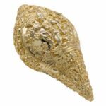 FB HANUMAN SHANKH - Image 4